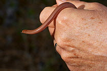 Worm snake (Typhlops vermicularis) held in human hand, Corfu, Greece, May.