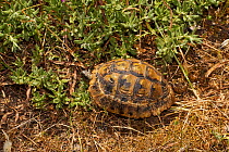 Greek tortoise (Testudo graeca) Corfu, Greece, May.