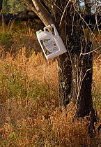 'Roundup' herbicide is used extensively in the Olive groves, killing off insects and vegetation, Corfu, Greece, May.