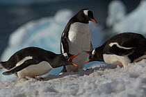 Gentoo penguins (Pygoscelis papua) 'arguing' Antarctica, November.