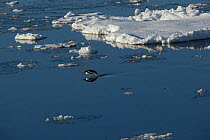 Gentoo penguin (Pygoscelis papua) swimming near ice floe, Antarctica.