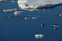 Gentoo penguin (Pygoscelis papua) swimming / porpoising  near ice floe, Antarctica.
