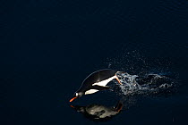 Gentoo penguin (Pygoscelis papua) porpoising through water, Antarctica.