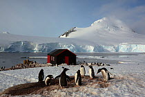Gentoo penguins (Pygoscelis papua) in muddy snow, Port Lockroy, Goudier Island, Antarctic , Antarctica.