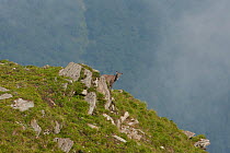 Chinese goral (Naemorhedus griseus) in habitat, south west China, June.