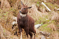 Chinese goral (Naemorhedus griseus) south west China, May.