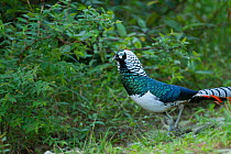 Lady Amherst's Pheasant (Chrysolophus amherstiae) male, south west China, May.