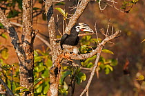 Oriental Pied Hornbill (Anthracoceros albirostris) south west China, February.