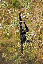 West Yunnan black-crested gibbon (Nomascus concolor furvogaster) climbing, Yunnan, China, February.
