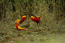Three male Golden Pheasants (Chrysolophus pictus) displaying to female, Foping, Shaanxi, China, April.