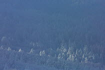 Coniferous forest covered in snow, Vosges Mountains, France, November 2013.