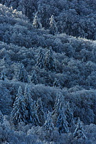 Coniferous forest covered in snow, Vosges Mountains, France, November 2013.