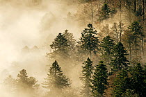 Low clouds over Coniferous forests, Vosges Mountains, France, November 2012.