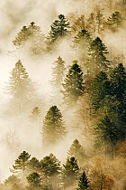 Low clouds over Coniferous forests, Vosges Mountains, France, November 2012.