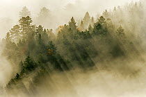 Sunbeams shining through low clouds over Coniferous forests, Vosges Mountains, France, November 2012.