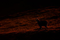 Chamois (Rupicapra rupicapra) in light of early morning, Vosges Mountains, France, November.