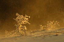 Mist and frosty vegetation in winter, Vosges Mountains, France, December 2012.