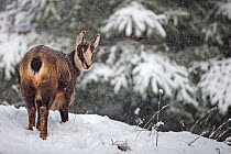 Chamois (Rupicapra rupicapra) on snowy mountain side, Vosges Mountains, France.