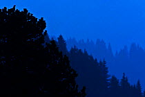 Black grouse (Tetrao tetrix) silhouetted on tree tops at dawn twilight, Bernese Alps, Switzerland, April.