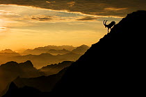 Alpine ibex (Capra ibex) male on mountainside at sunrise, Bernese Alps, Switzerland, July. Received honourable mention in the Big Picture Competition awards 2014. Nominated in the Melvita Nature Image...
