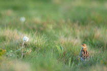 Woodlark (Lullula arborea) resting in grass, Vosges Mountains, France, May.