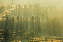 Sun rays over forests, Niederhorn mountain, Bernese Alps, Switzerland, August 2012.
