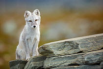 Arctic fox (Vulpes lagopus) in winter fur, Norway, September.