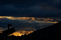 Arctic fox (Vulpes lagopus) silhouetted at dusk, Norway, September.