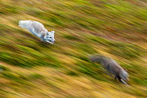 Arctic foxes (Vulpes lagopus) one with normal winter coat chasing a blue morph, Norway, September.