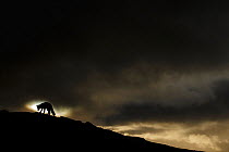 Arctic fox (Vulpes lagopus) silhouetted against moody sky, Norway, September.