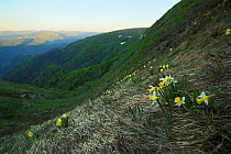 Wild daffodil (Narcissus pseudonarcissus) in the habitat, Vosges Mountains, France, May 2012.