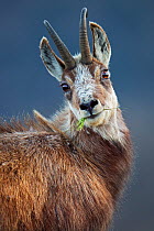 Chamois (Rupicapra rupicapra) portrait, feeding on grass, Vosges Mountains, France, May.
