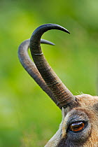 Chamois (Rupicapra rupicapra) close up of horns, Vosges Mountains, France, June.