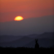 Chamois (Rupicapra rupicapra) silhouetted in habitat at dawn, Vosges Mountains, France, June.