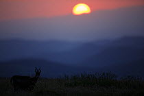 Chamois (Rupicapra rupicapra) silhouetted in habitat at dawn, Vosges Mountains, France, June.