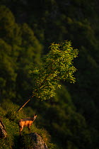 Chamois (Rupicapra rupicapra) in habitat, Vosges Mountains, France, June.