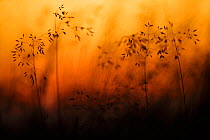 Grasses silhouetted at dusk, Vosges Mountains, France, August.