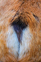 Chamois (Rupicapra rupicapra) view of tail, Vosges Mountains, France.