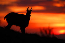 Chamois (Rupicapra rupicapra) silhouetted at dawn, Vosges Mountains, France, June.