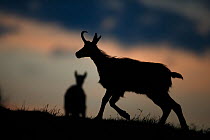 Chamois (Rupicapra rupicapra) silhouetted at twilight, Vosges Mountains, France, June.