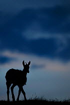 Chamois (Rupicapra rupicapra) silhouetted at twilight, Vosges Mountains, France, June.
