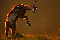 Chamois (Rupicapra rupicapra) jumping, Vosges Mountains, France. Nominated in the Melvita Nature Images Awards competition 2014.