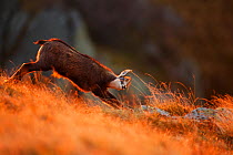 Chamois (Rupicapra rupicapra) stretching at dawn, Vosges Mountains, France, October.