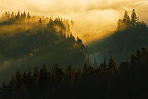 Landscape of forest at dawn, Vosges Mountains, France, October 2012.