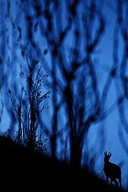 Chamois (Rupicapra rupicapra) silhouetted at twilight, Vosges Mountains, France, October.