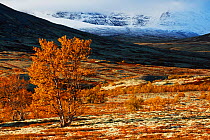 Landscape, Rondane National Park, Norway, September.
