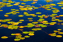 Water lily leaves (Nymphaeaceae) Rondane National Park, Norway, September.