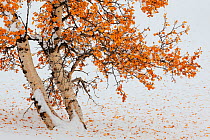 Silver birch (Betula pendula) with autumn leaves in snow, Rondane National Park, Norway, September.