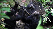 Showreel of Male Chimpanzees (Pan troglodytes) attacking the alpha male of their troop, Mahale Mountains National Park, Tanzania.