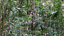 Lumholtz's tree kangaroo (Dendrolagus lumholtzi) climbing a tree, North Queensland, Australia.